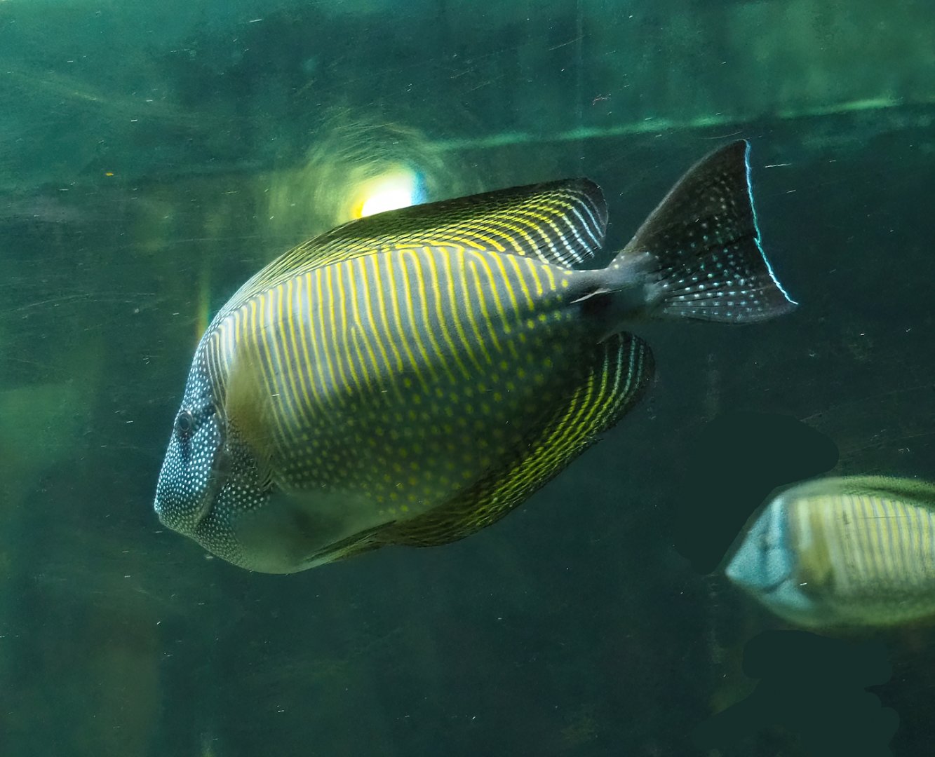Desjardin's Sailfin Tang (Zebrasoma desjardinii), 2023-08-17