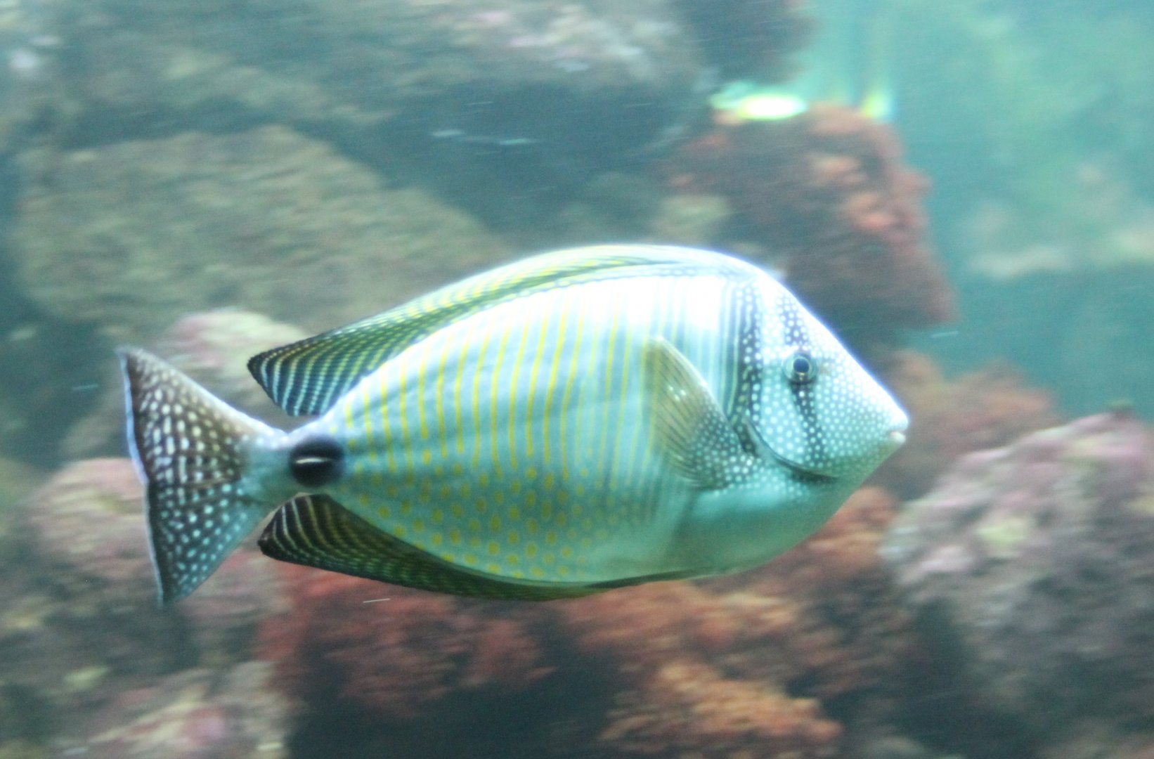 Desjardin's sailfin tang - Zebrasoma desjardinii