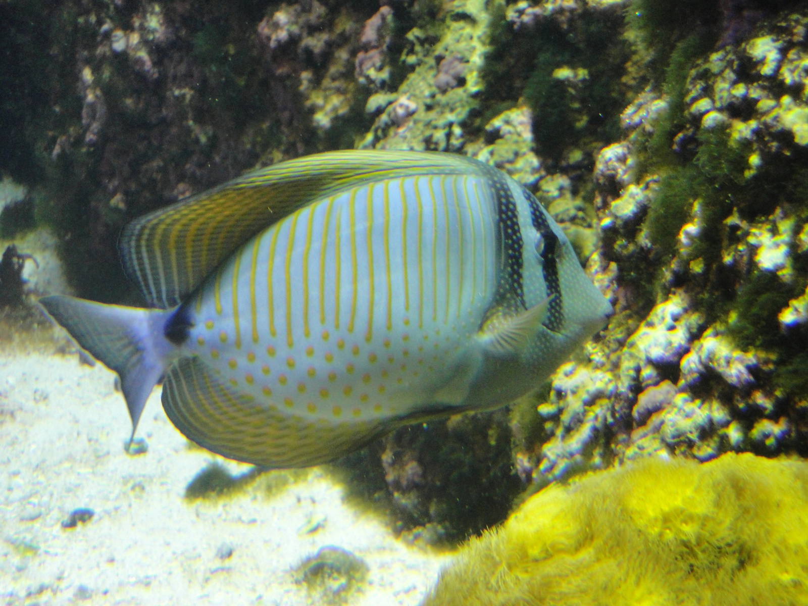 Desjardin's Sailfin Tang
