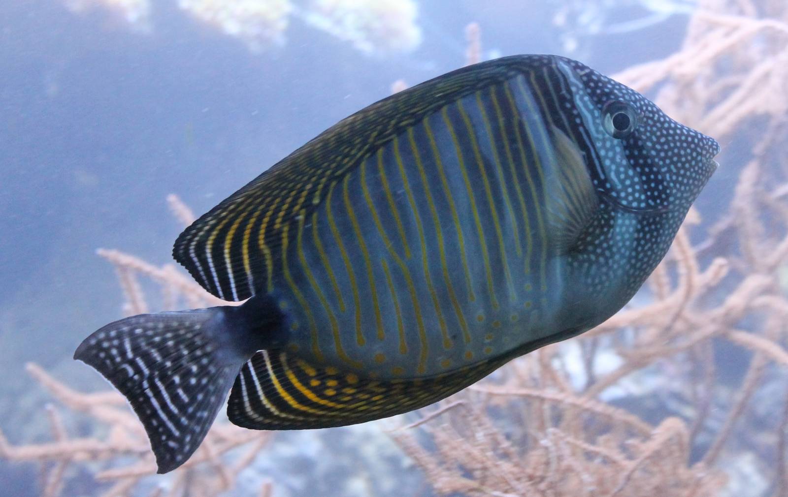 Desjardin's sailfin tang