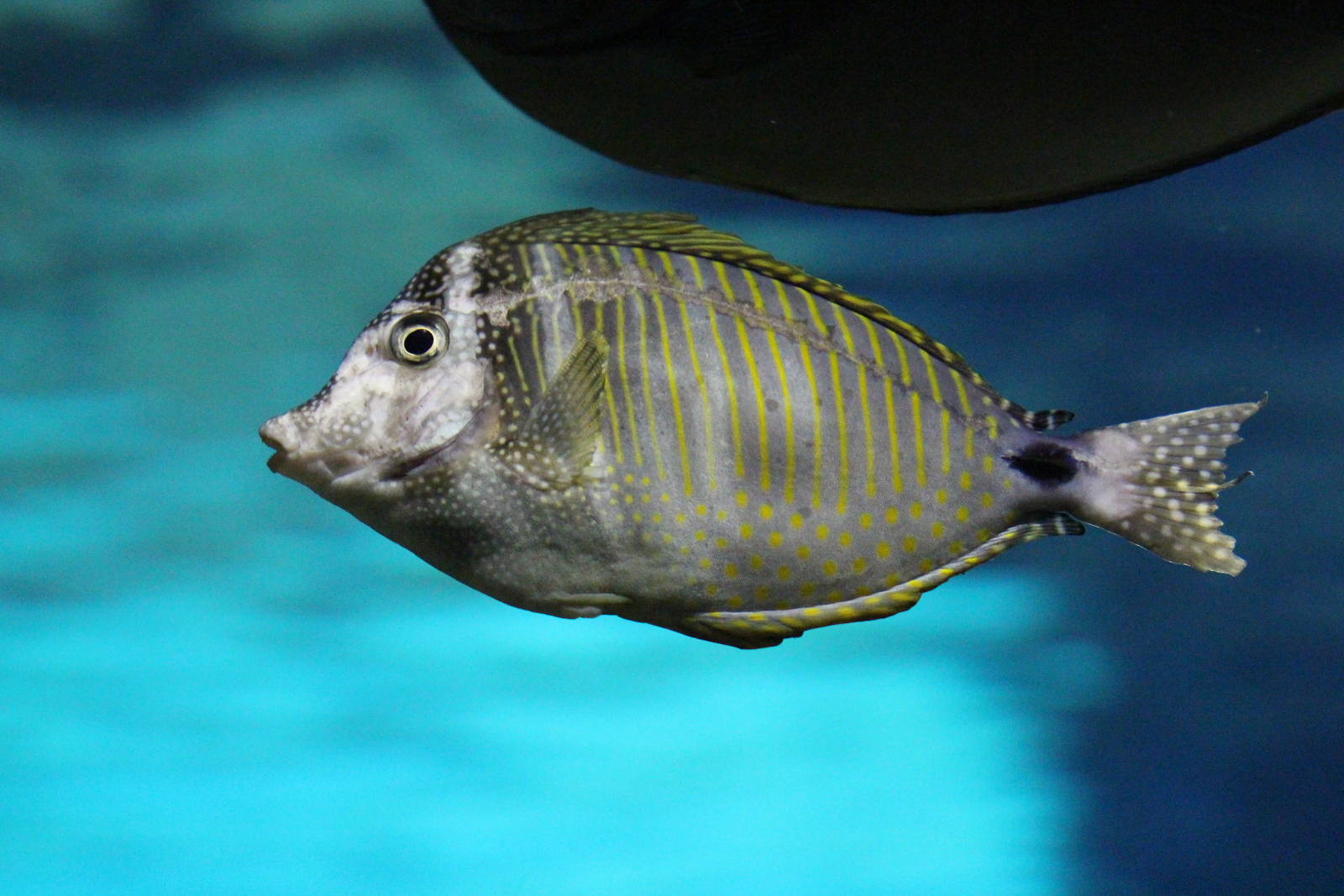 Desjardin's sailfin tang