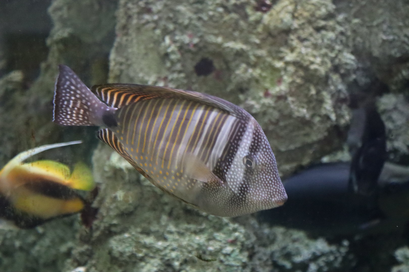 Desjardin's Sailfin Tang