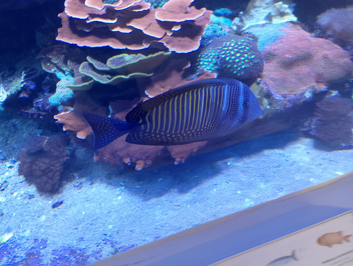 Desjardin's sailfin tang