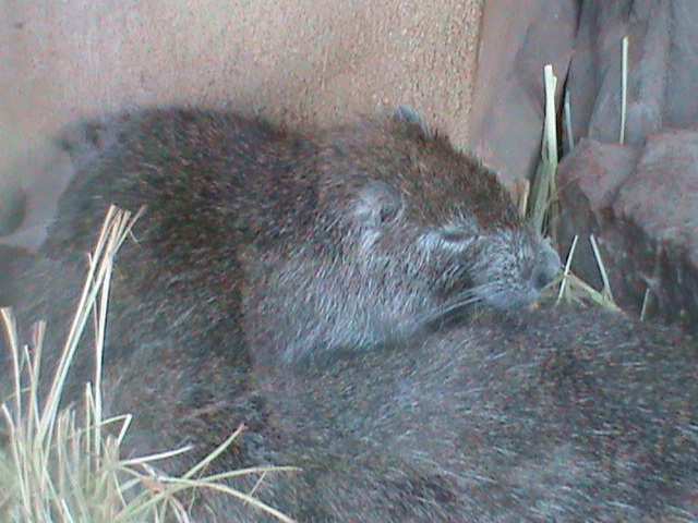 desmarests hutia 050910