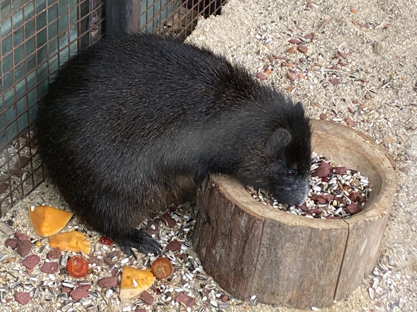 Desmarest's hutia 070320