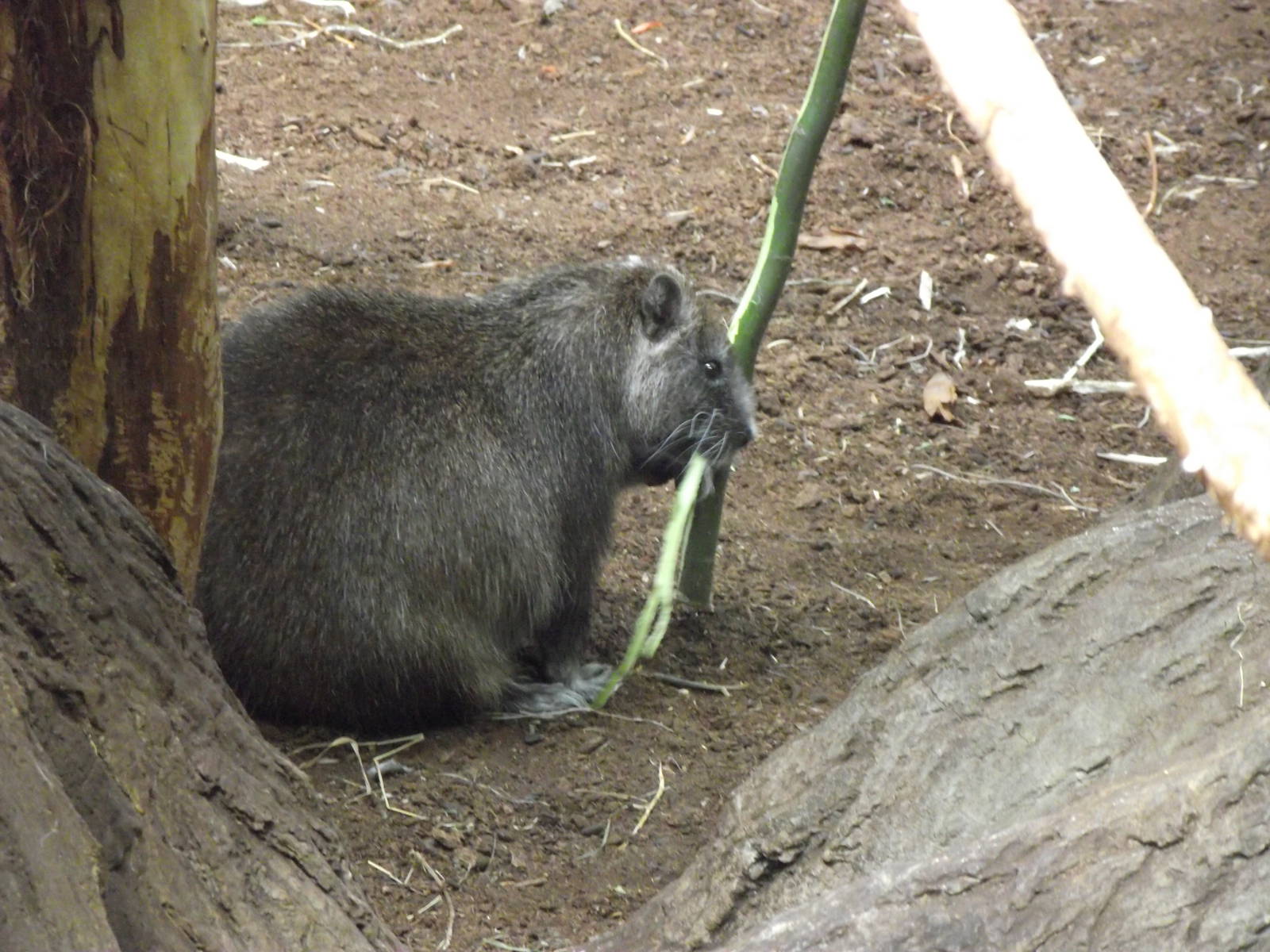 desmarests hutia 070511
