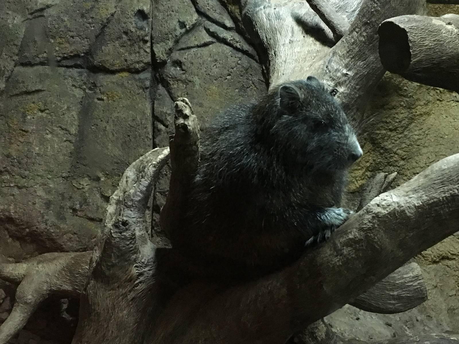 Desmarests Hutia 140216