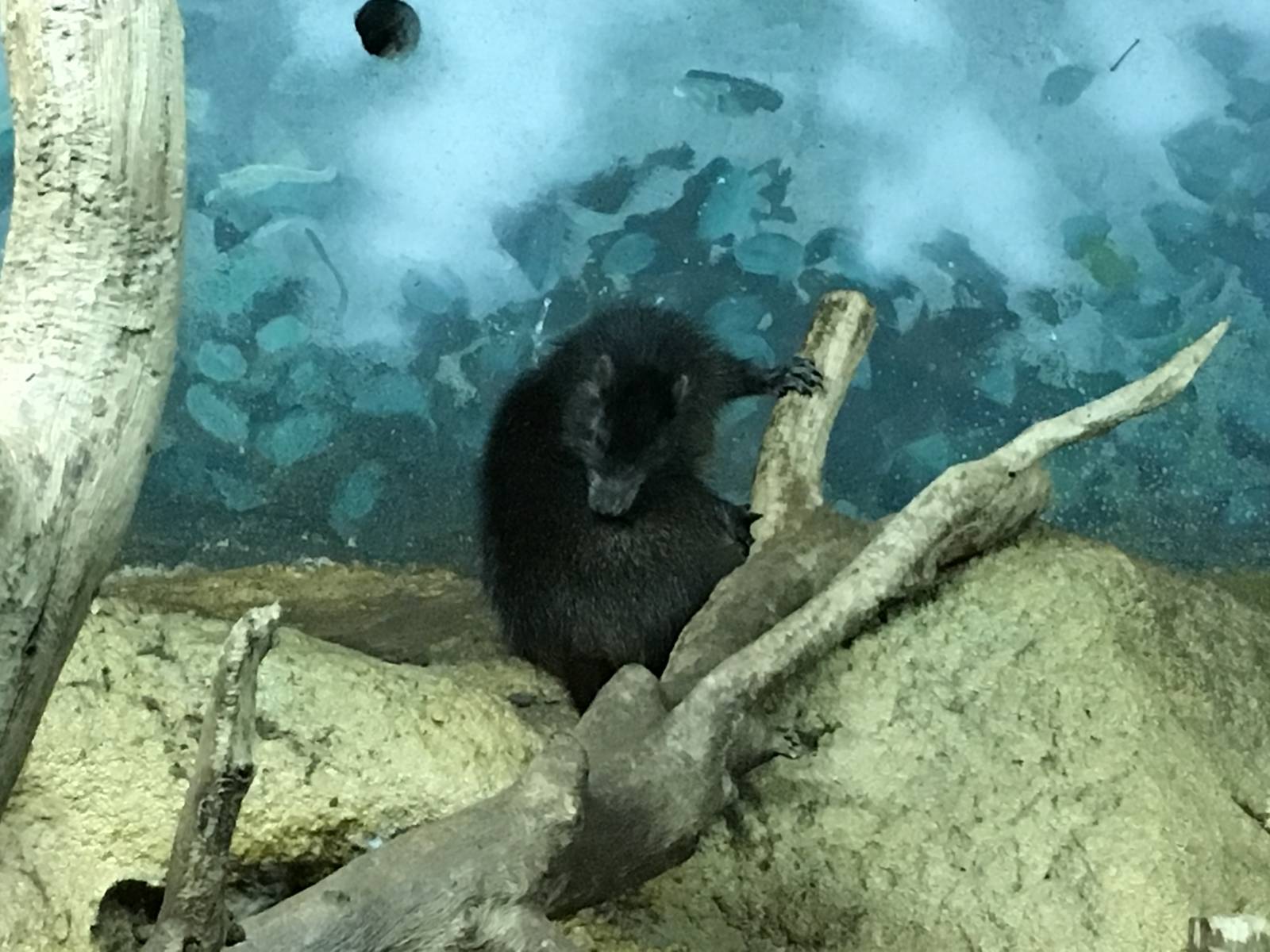 Desmarests Hutia 140216