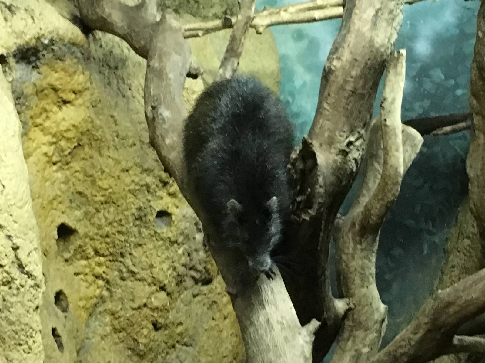 Desmarests Hutia 140216