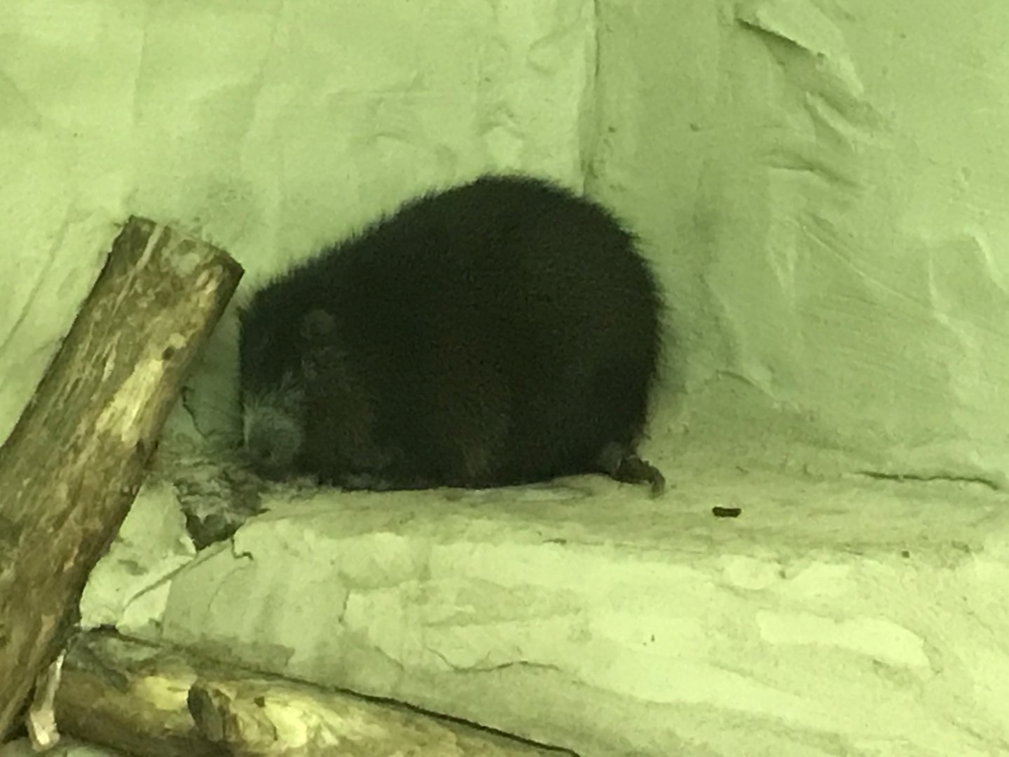 Desmarest's hutia 241118