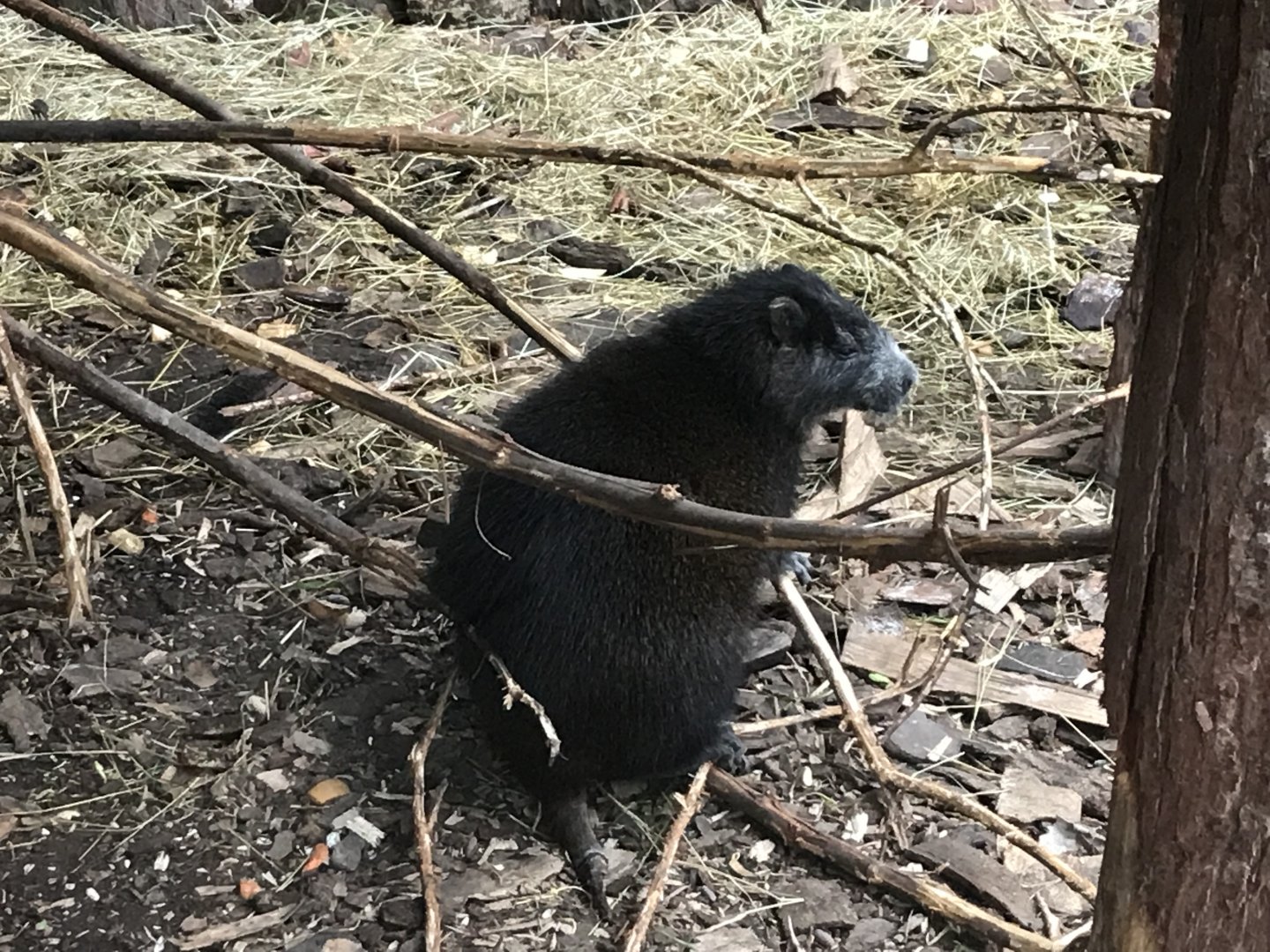 Desmarest's hutia 241118