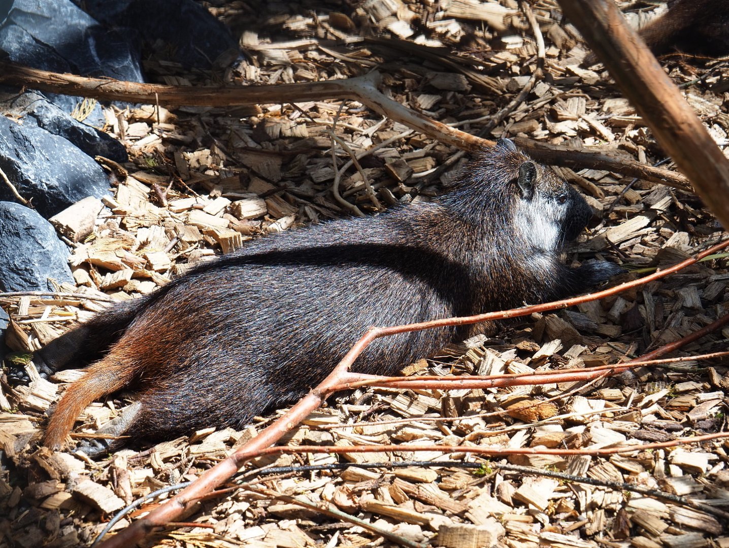 Desmarest's hutia (Capromys pilorides), 2019-06-01