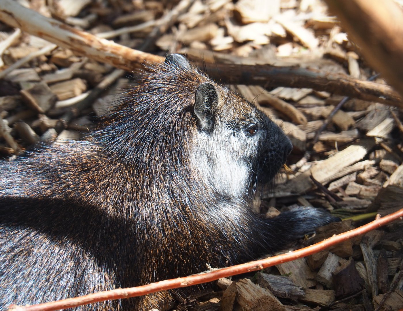 Desmarest's hutia (Capromys pilorides), 2019-06-01