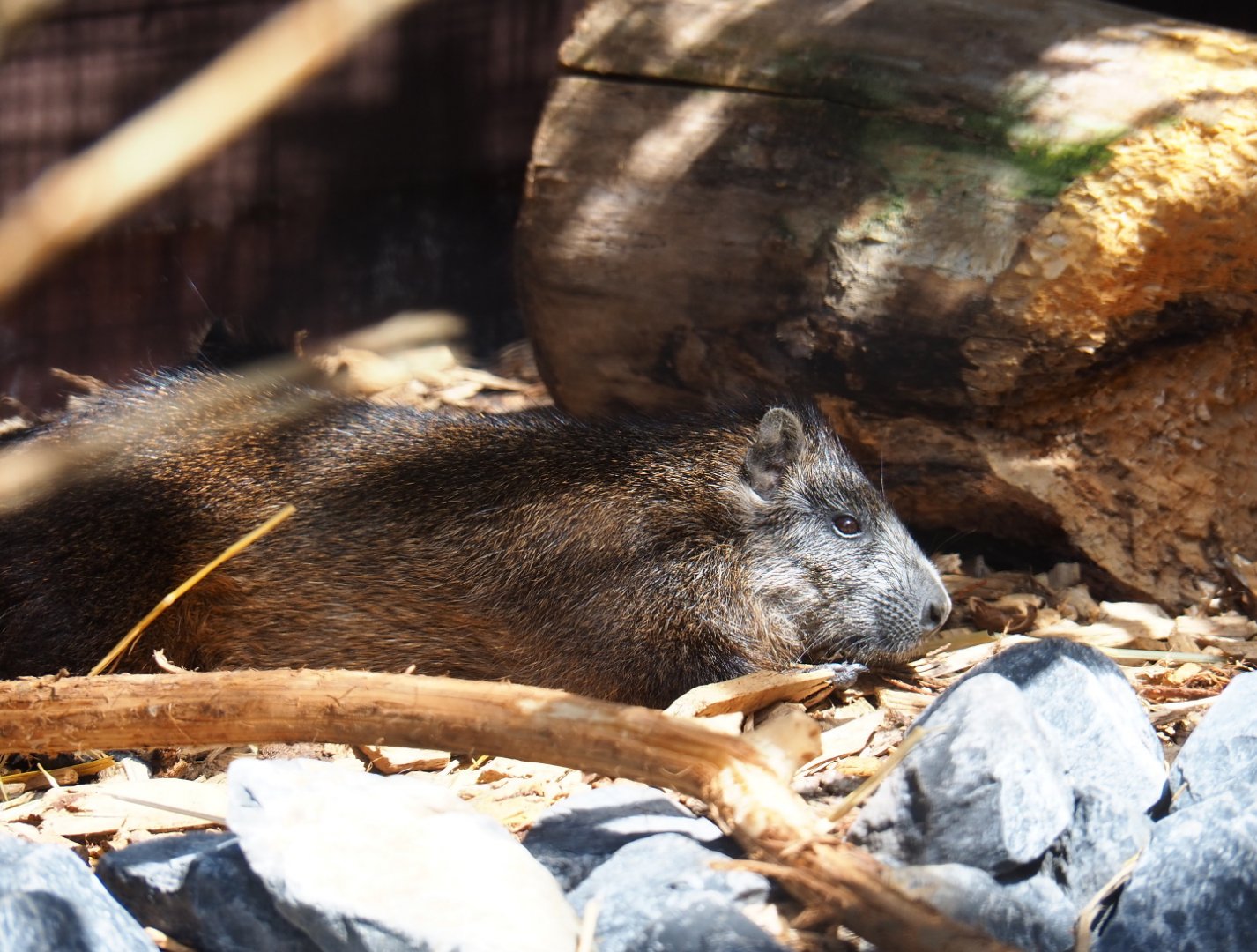 Desmarest's hutia (Capromys pilorides), 2019-06-01