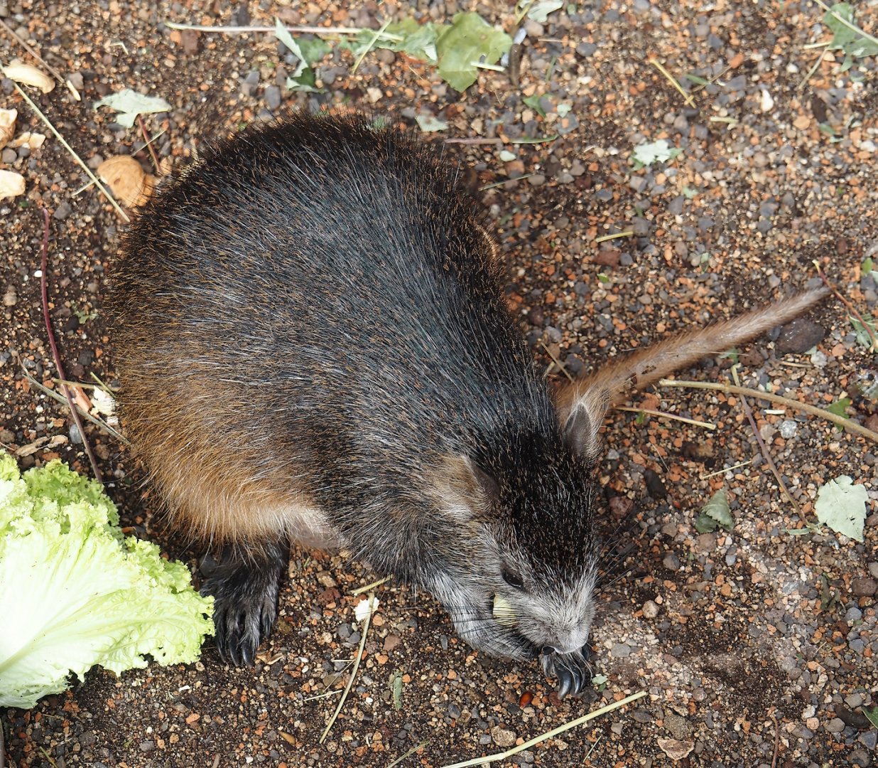 Desmarest's hutia (Capromys pilorides), 2024-06-08