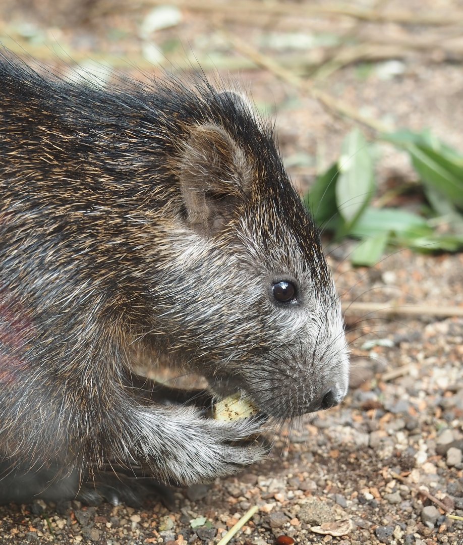 Desmarest's hutia (Capromys pilorides), 2024-06-08