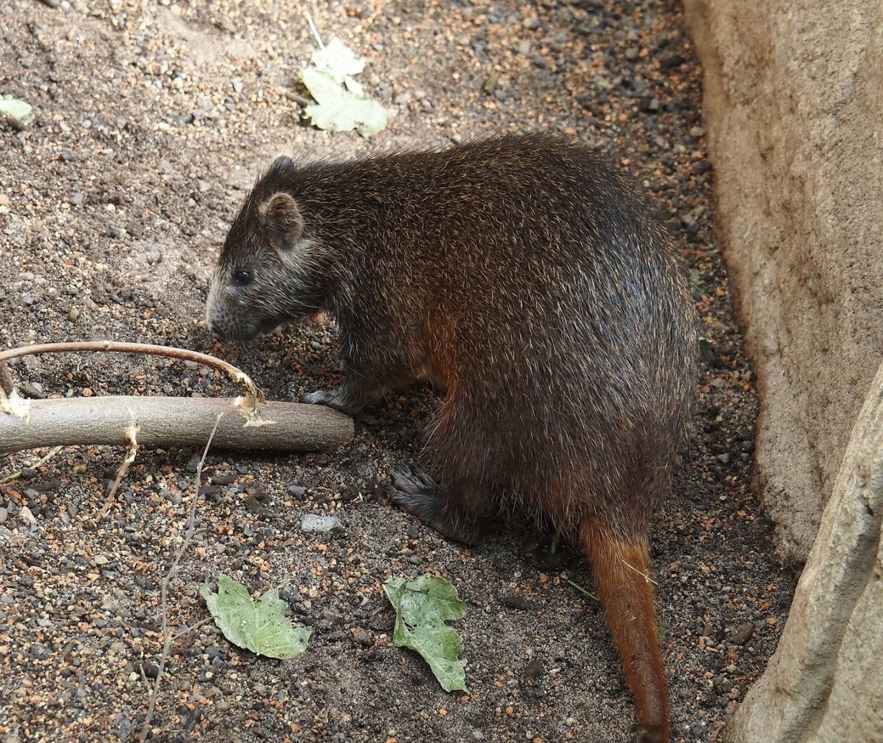 Desmarest's hutia (Capromys pilorides), 2024-06-08