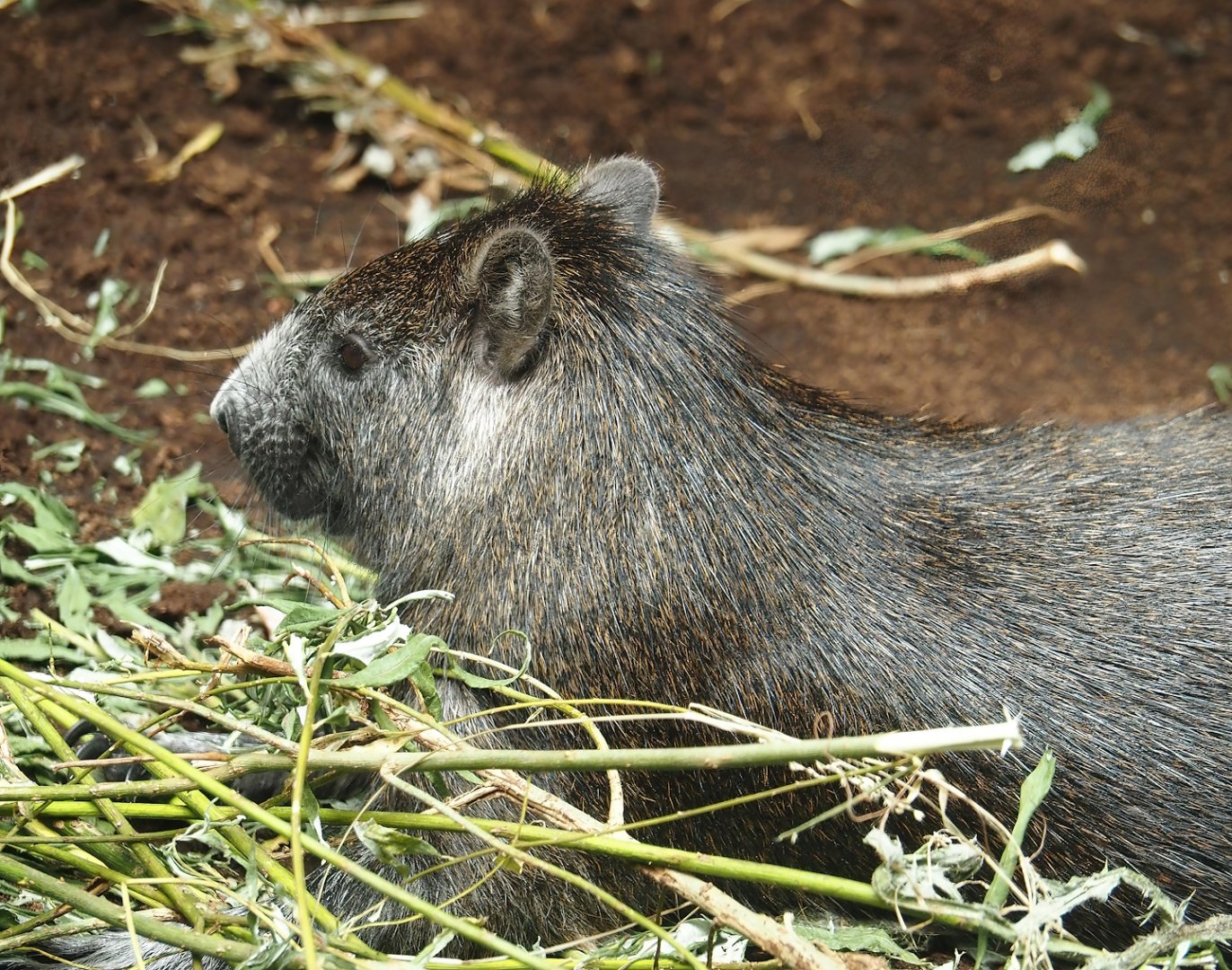 Desmarest's hutia (Capromys pilorides), 2024-06-30