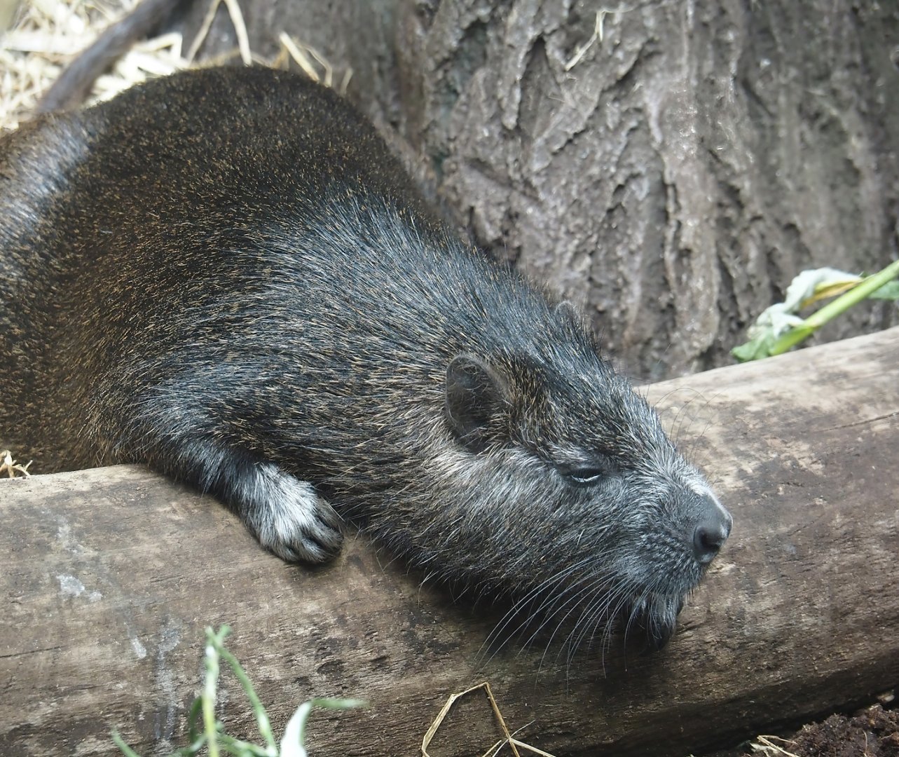 Desmarest's hutia (Capromys pilorides), 2024-06-30