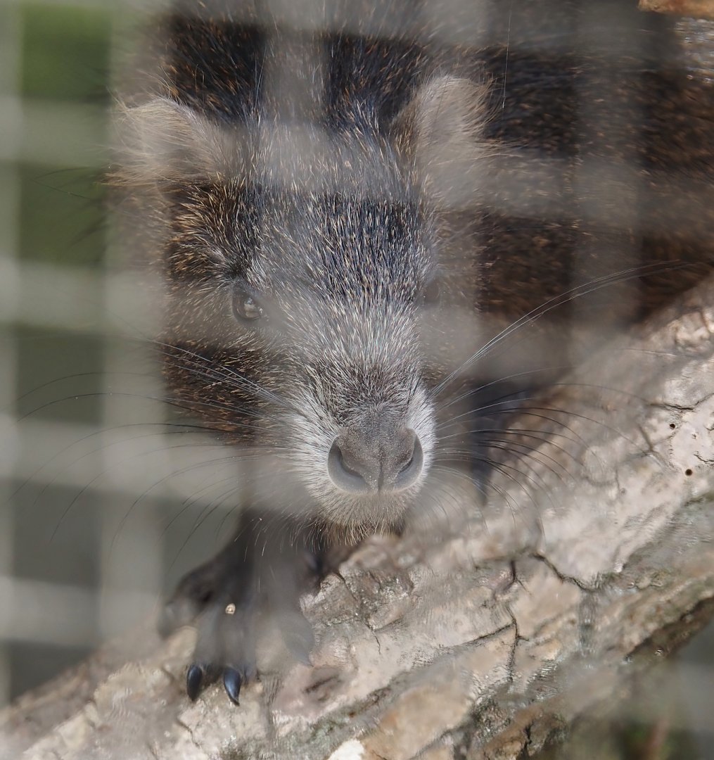 Desmarest's hutia (Capromys pilorides), 2025-05-22