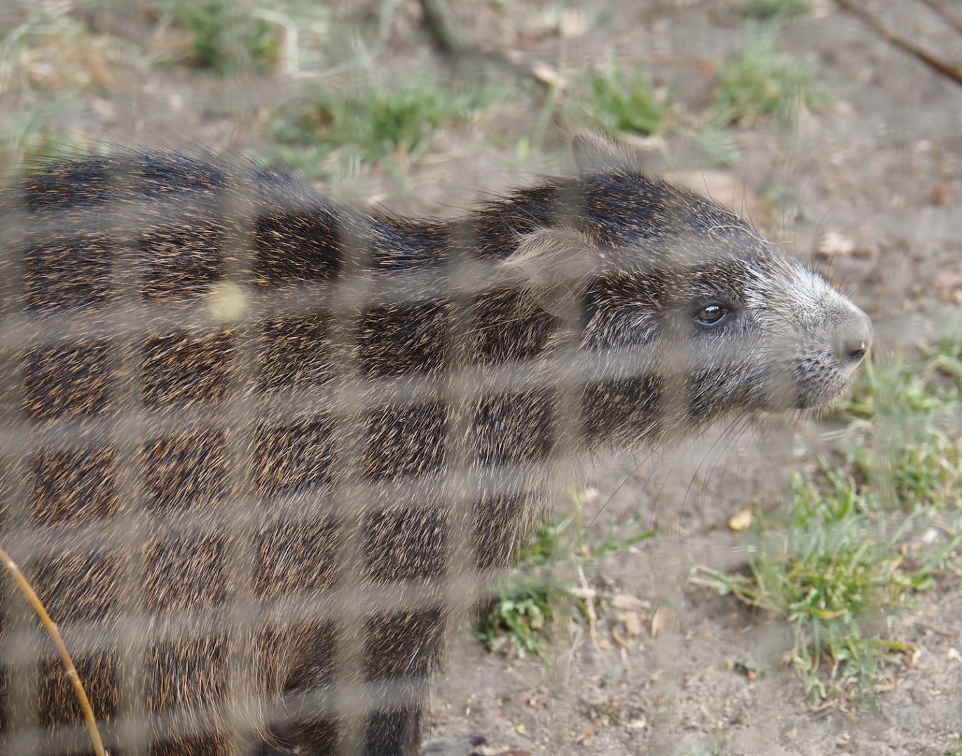 Desmarest's hutia (Capromys pilorides), 2025-05-22