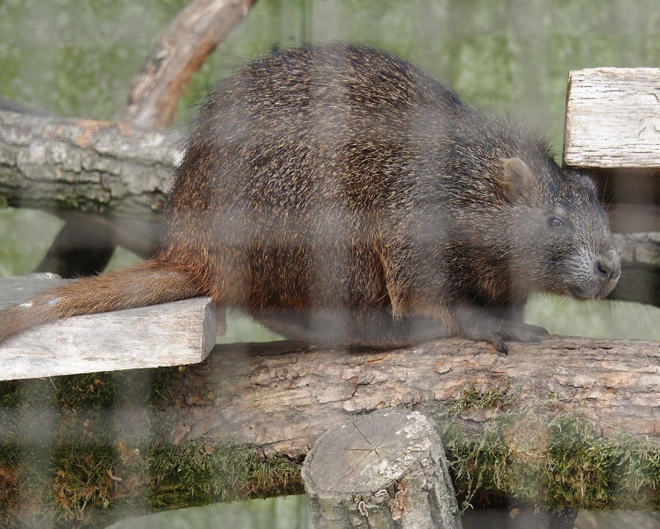 Desmarest's hutia (Capromys pilorides), 2025-05-22