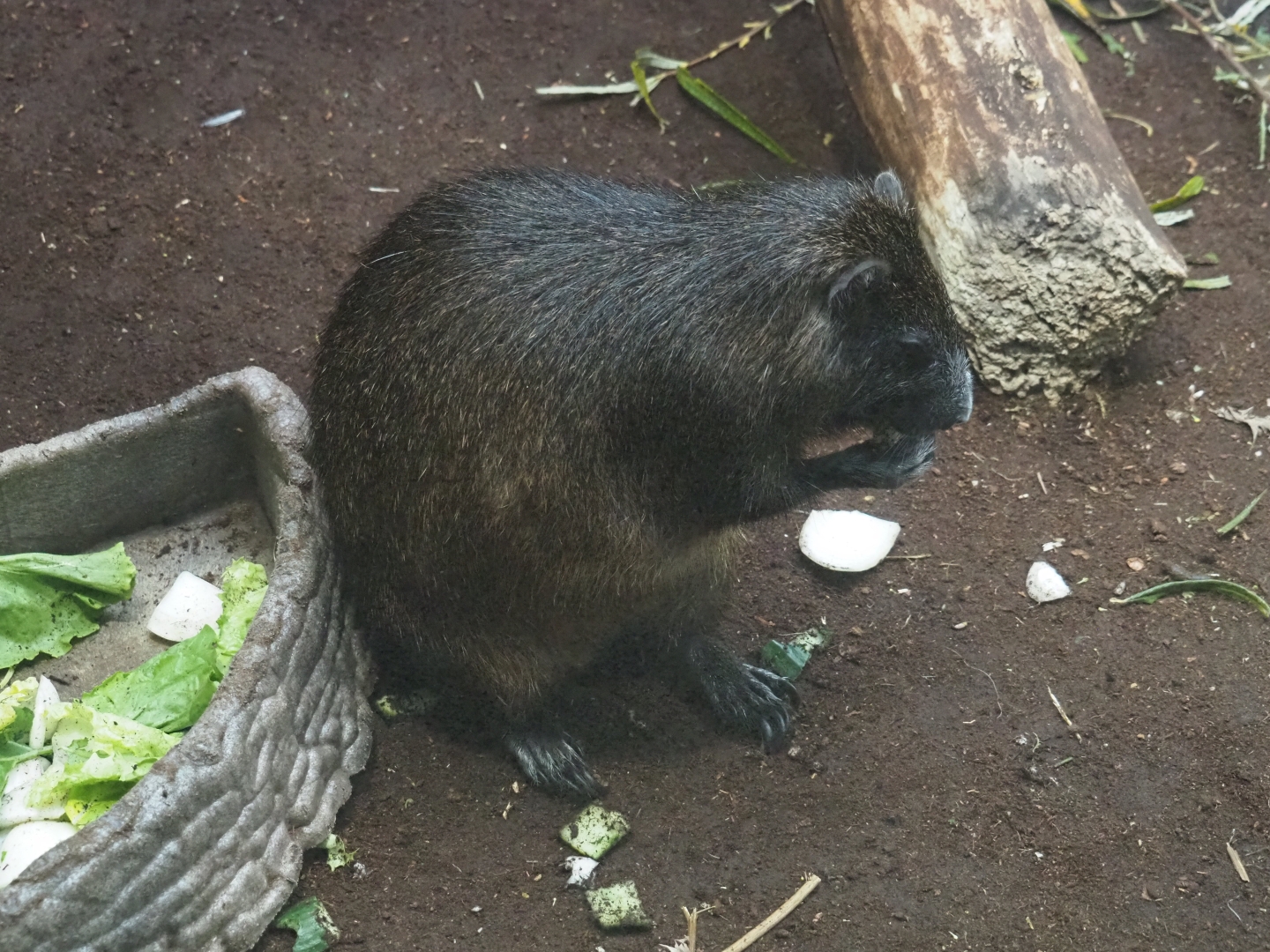 Desmarest's hutia (Capromys pilorides), Nov 10th, 2018