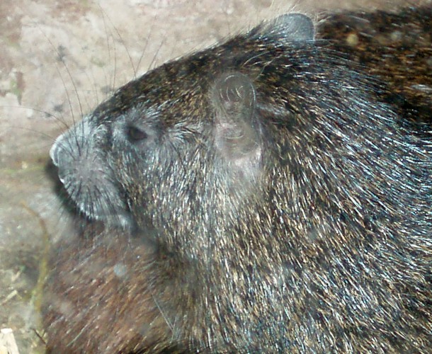 Desmarest's Hutia (Capromys pilorides)