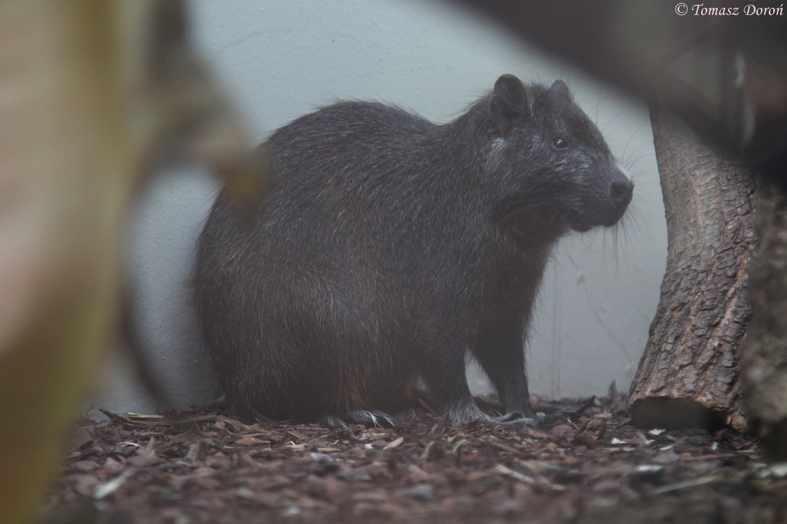 Desmarest's Hutia (Capromys pilorides)