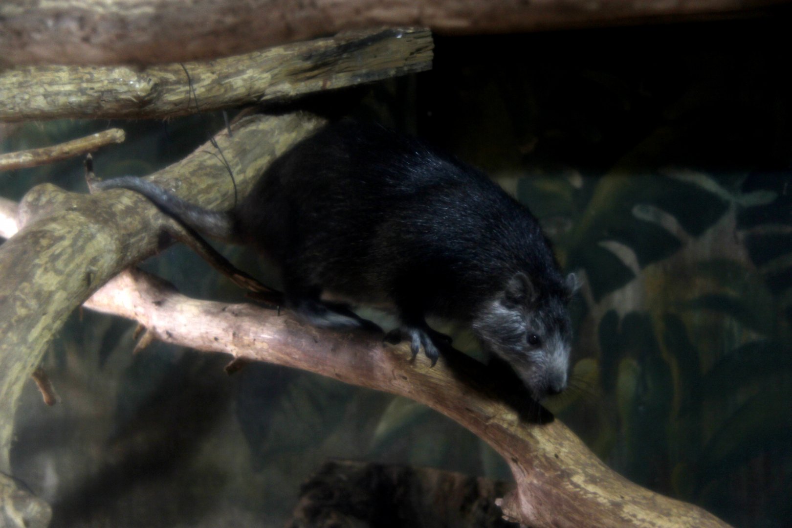 Desmarest's hutia (Capromys pilorides)