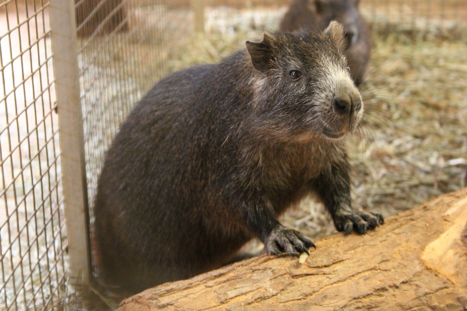 Desmarest's hutia (Capromys pilorides)