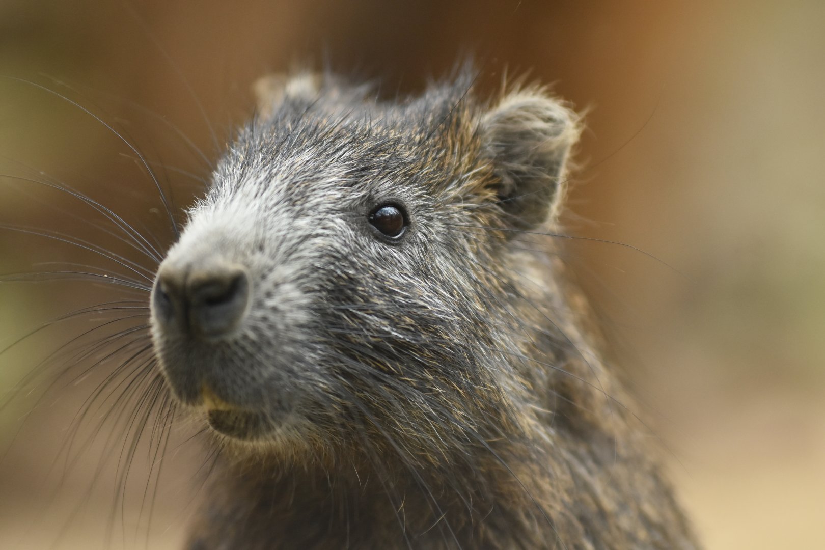 Desmarest's hutia Capromys pilorides