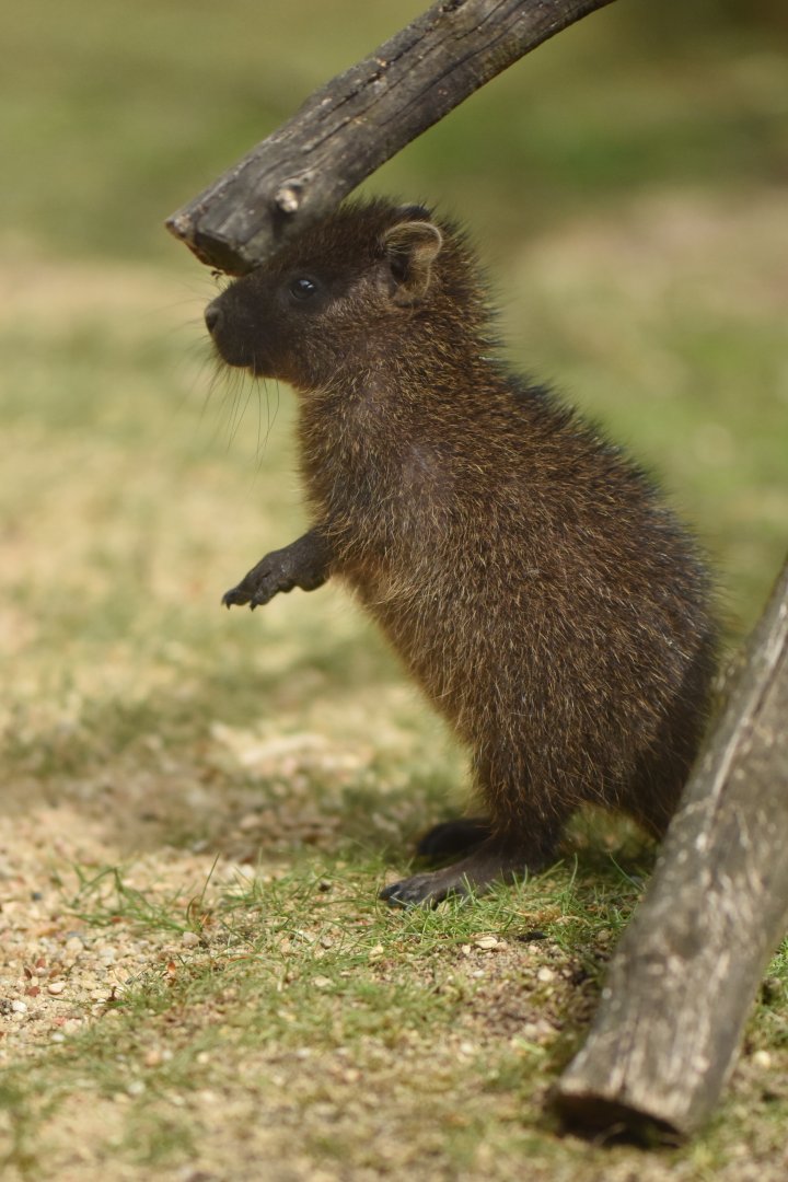 Desmarest's hutia Capromys pilorides