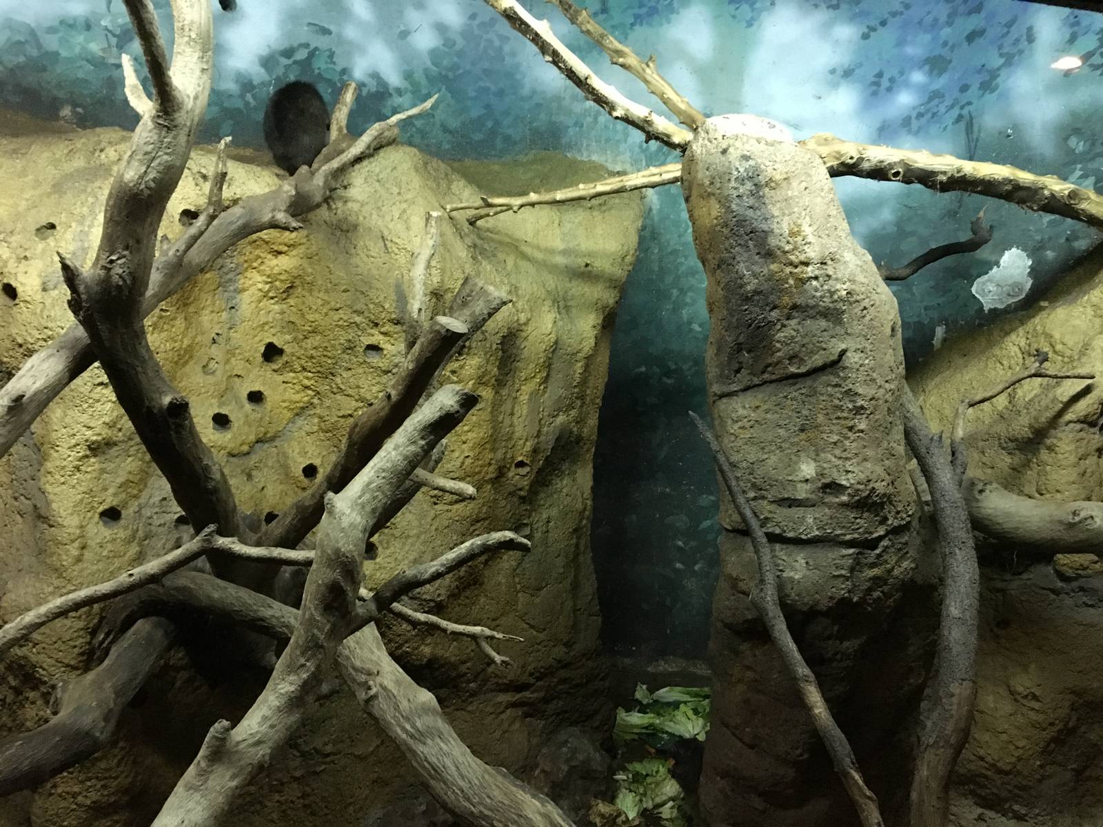 Desmarests Hutia enclosure 140216