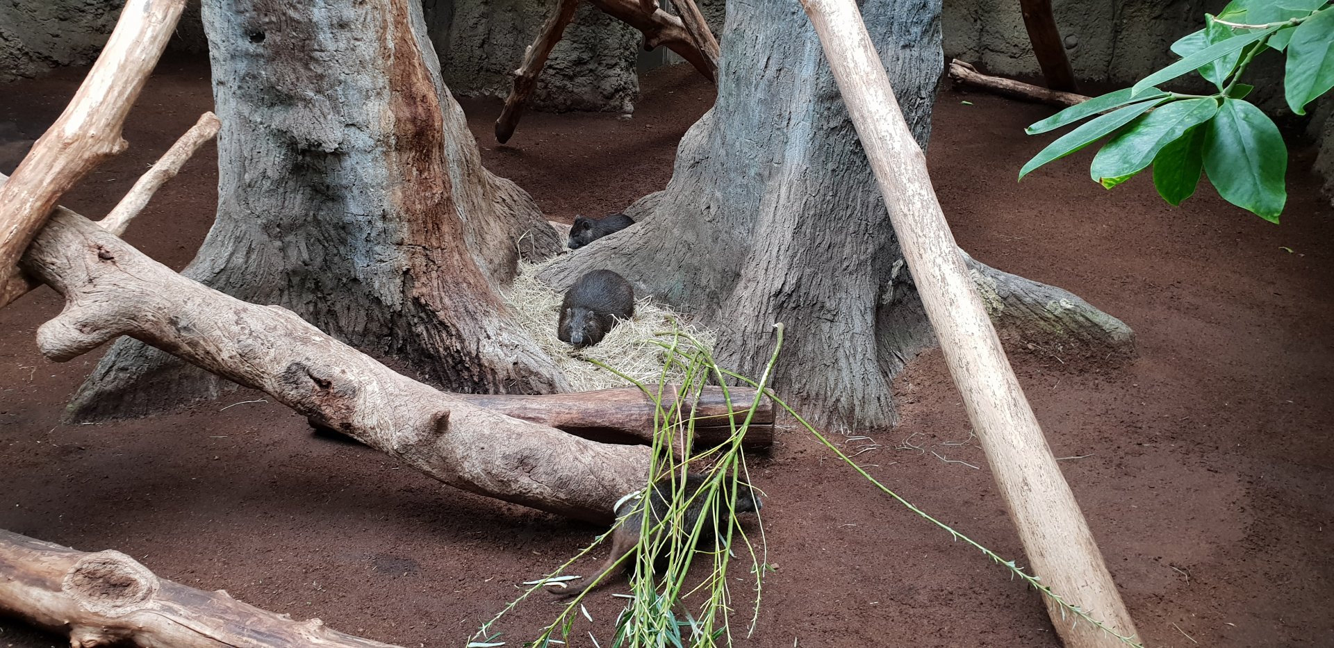 Desmarest's hutia enclosure