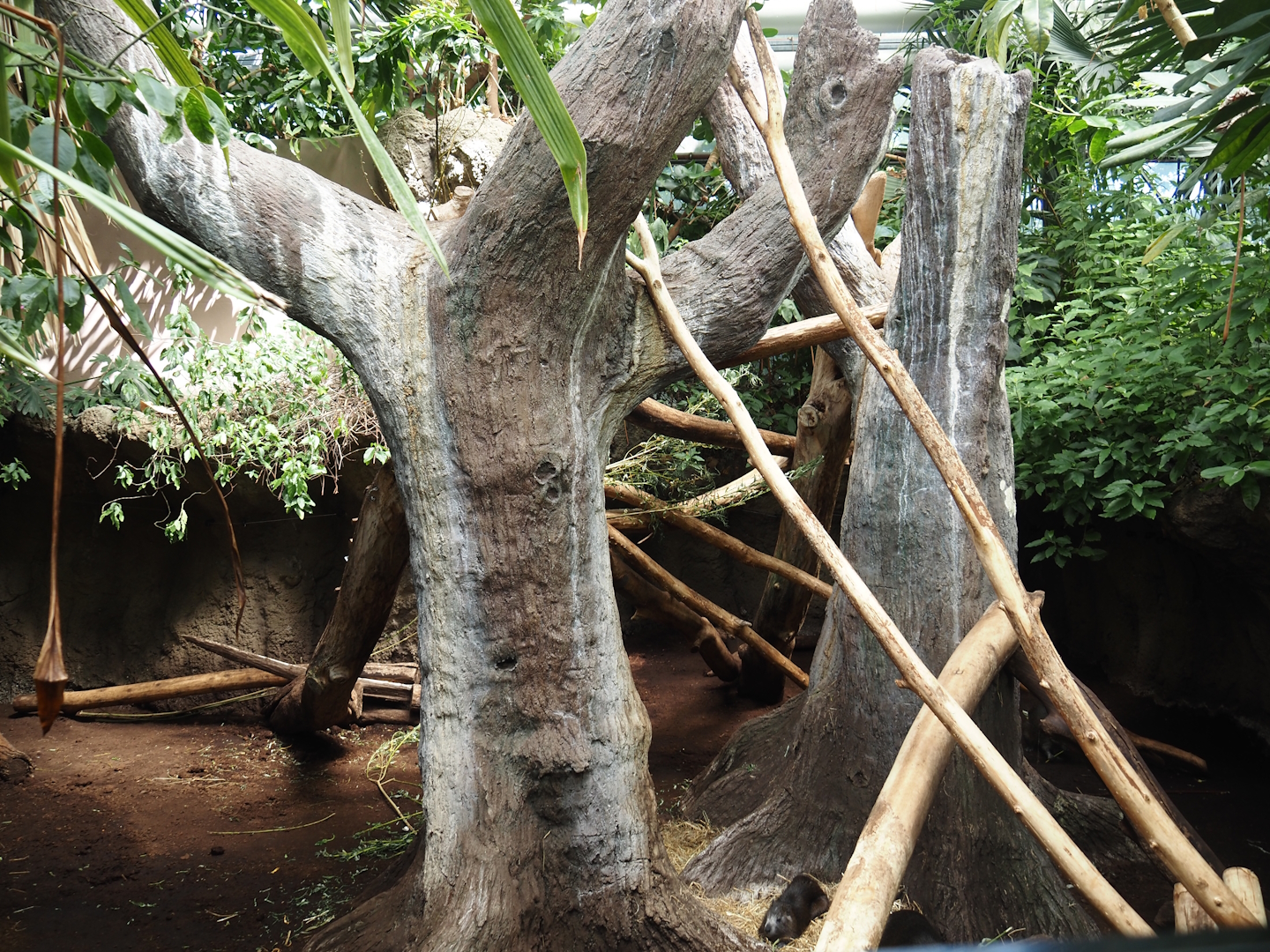 Desmarest's hutia exhibit, 2024-06-30