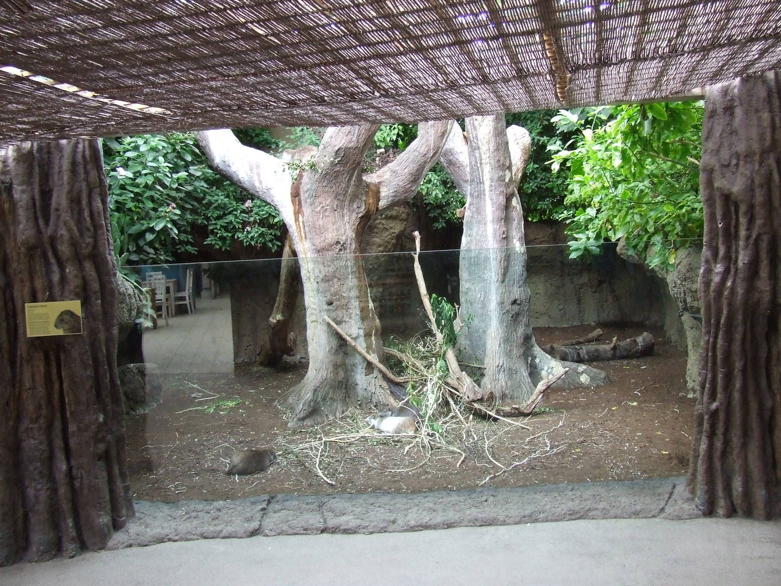 Desmarest's Hutia exhibit, Oceanium
