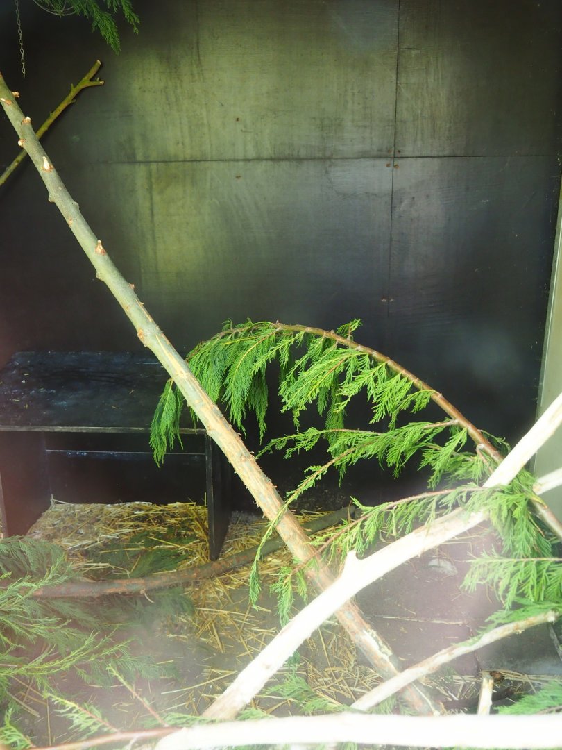 Desmarest's hutia indoor housing, 2019-06-01