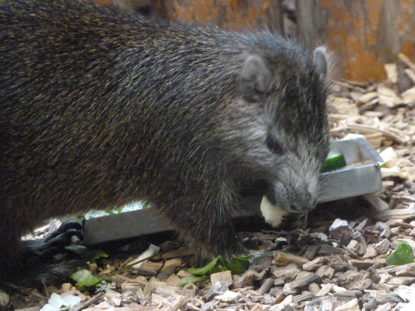 Desmarest's hutia -Zoo Praha (2025)