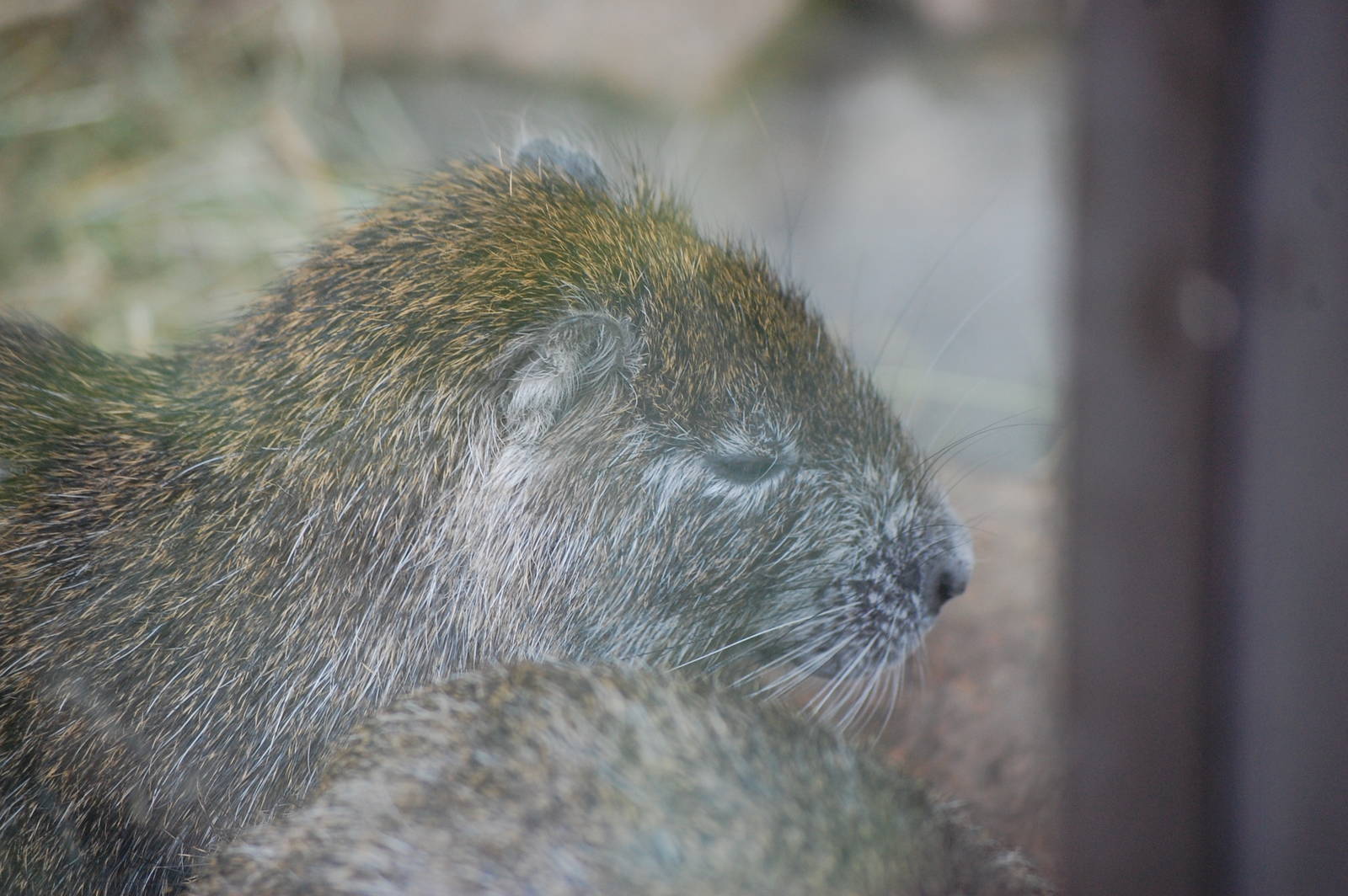 Desmarest's hutia
