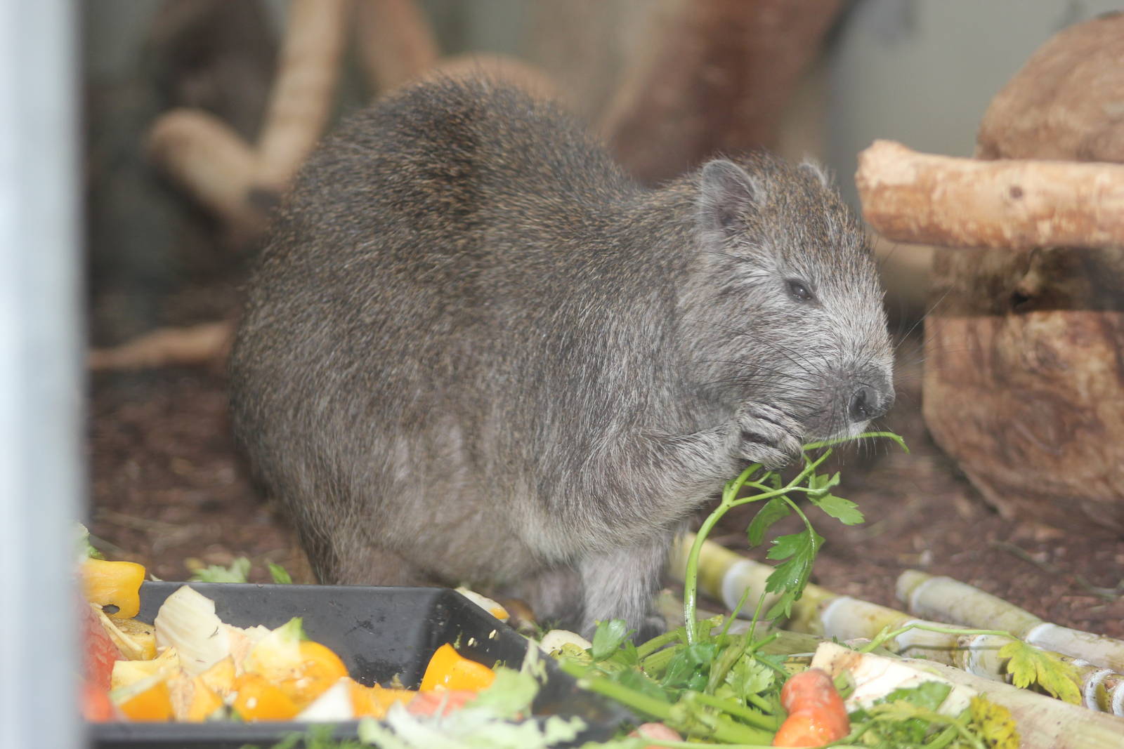 Desmarest's hutia
