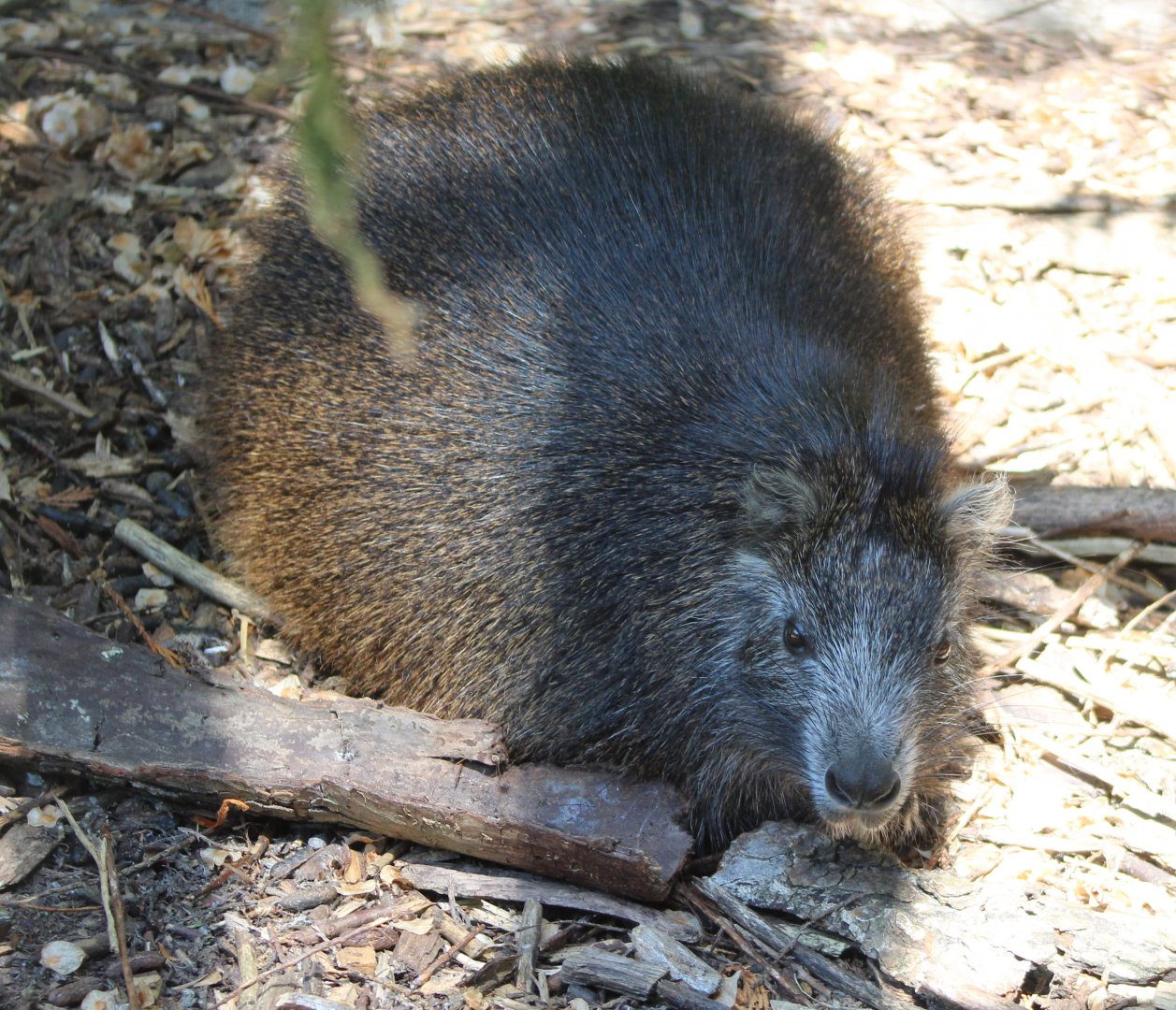 Desmarest's hutia