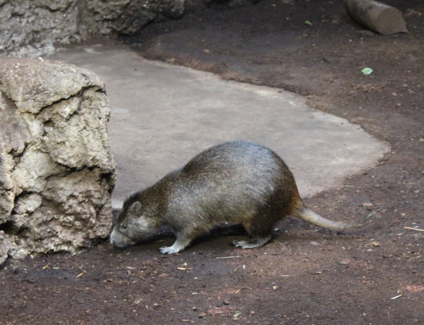 Desmarest's hutia