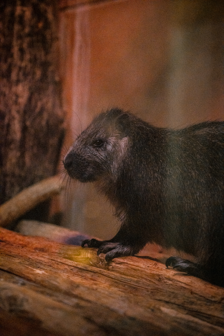 Desmarest's hutia