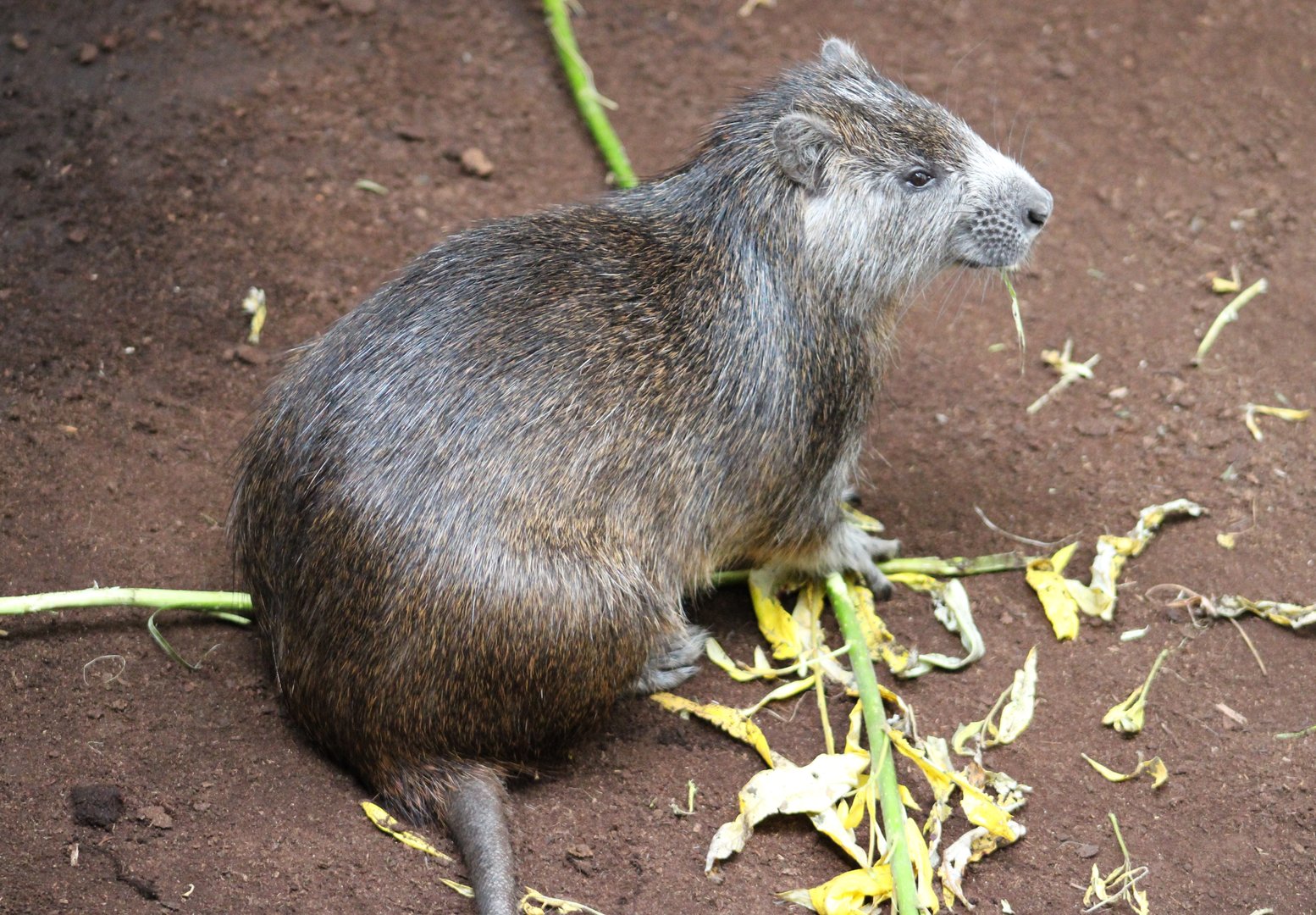 Desmarest's hutia