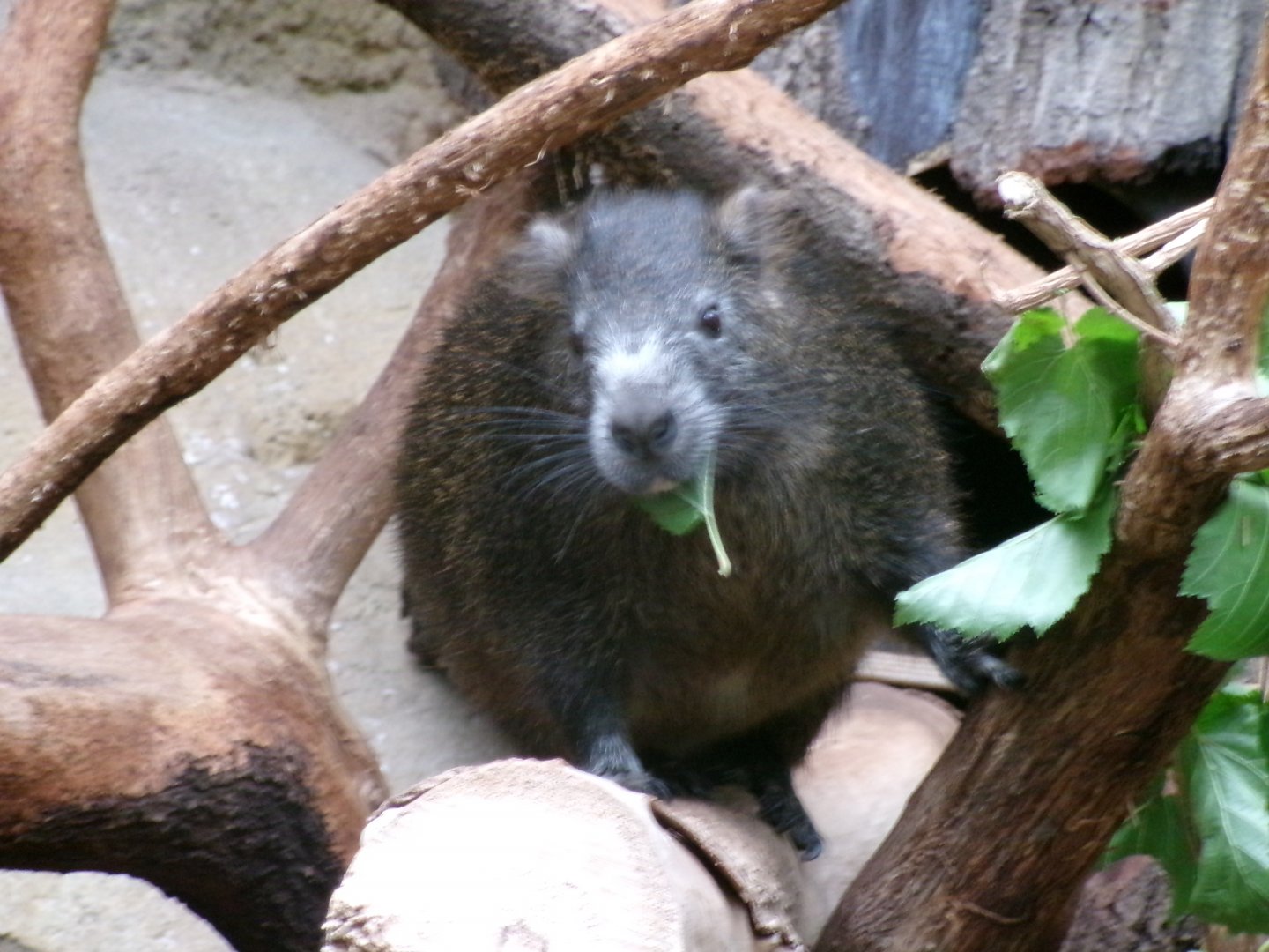 Desmarest's hutia