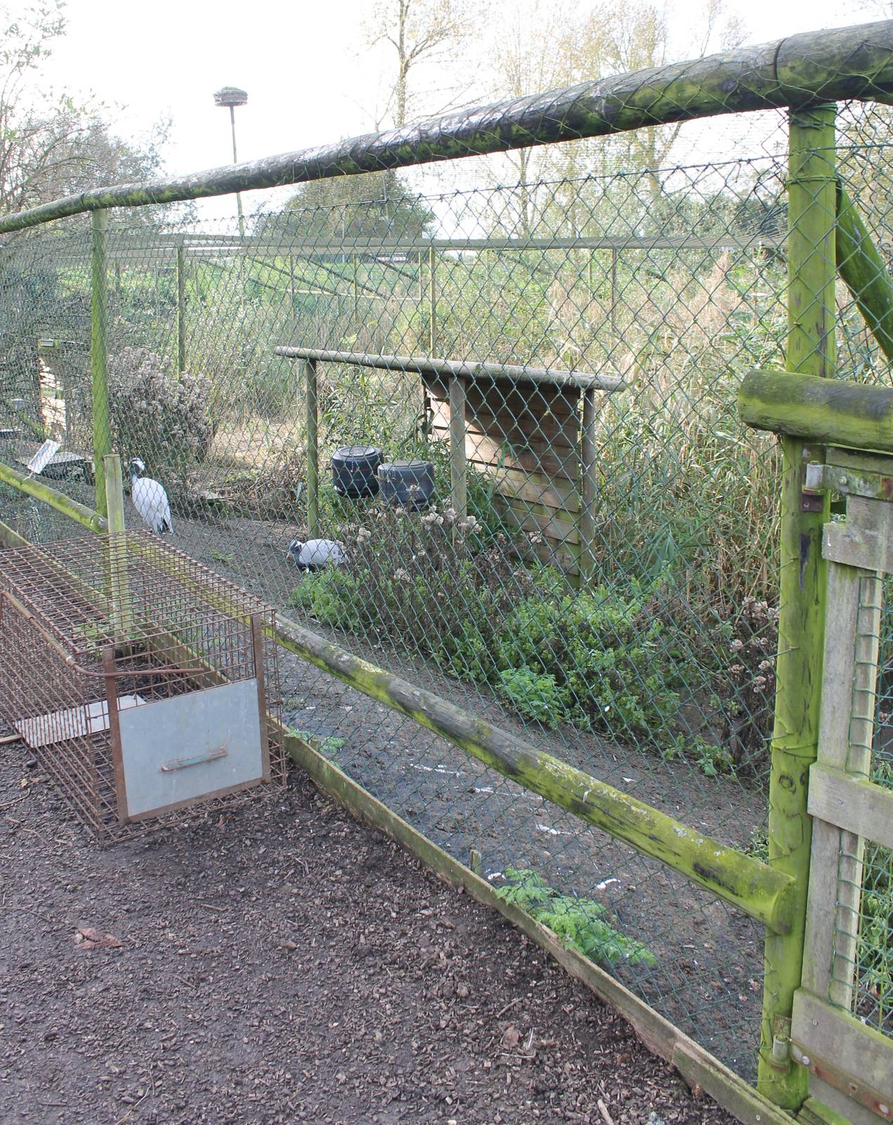 Desmoiselle crane aviary