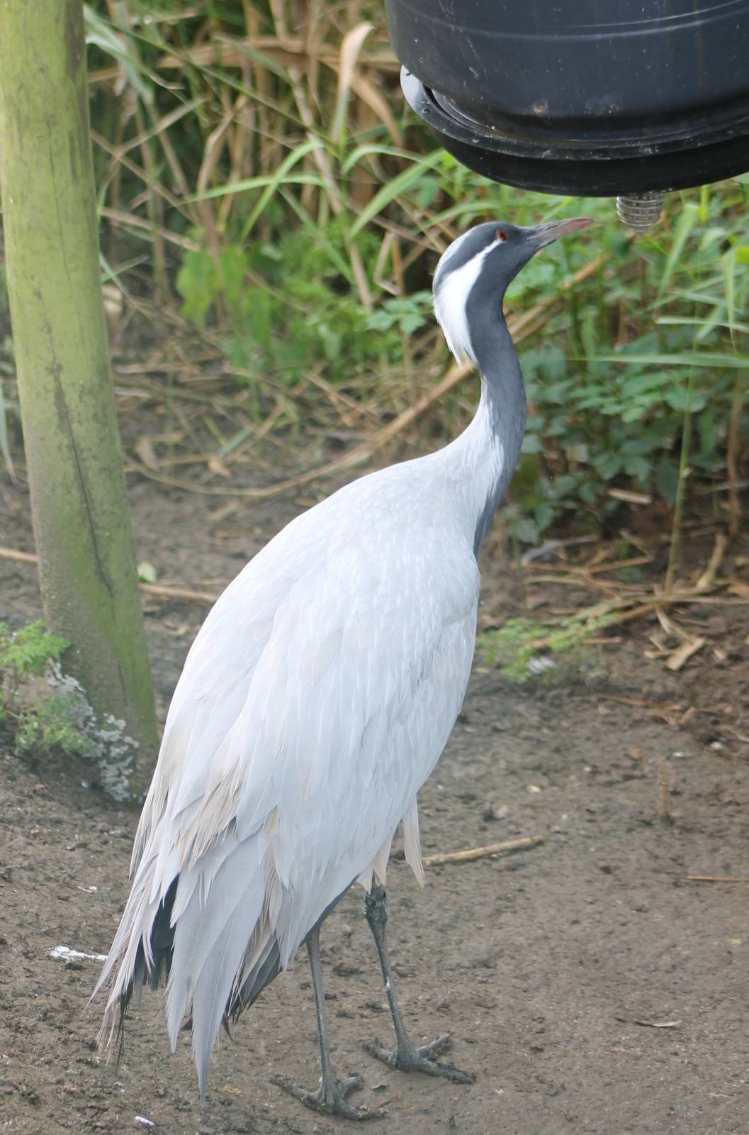 Desmoiselle crane
