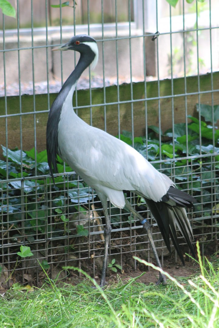 Desmoiselle crane