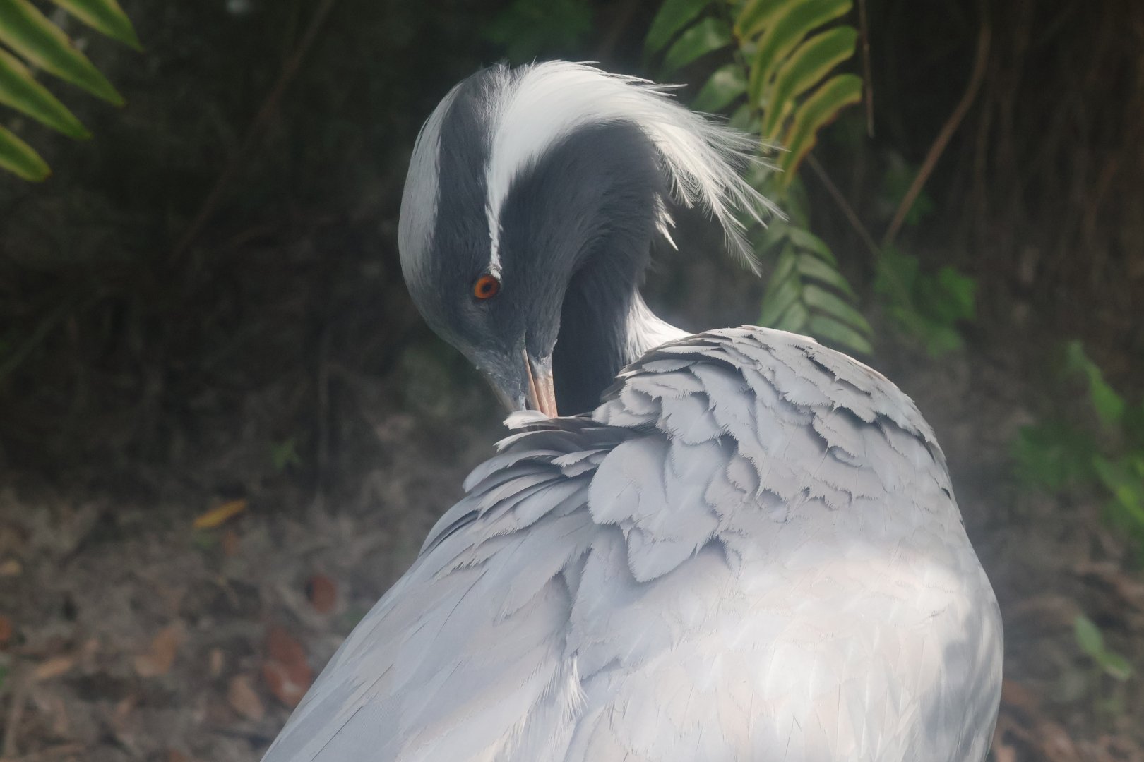 Desmoiselle crane